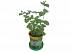 Набор для выращивания растений - Мята дикая  - миниатюра №1